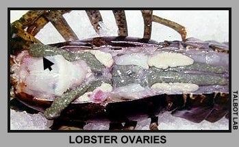 lobsterovaries1.jpg
