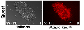 fig2h